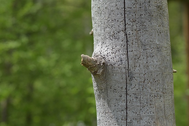 Free Tree Wood photo and picture