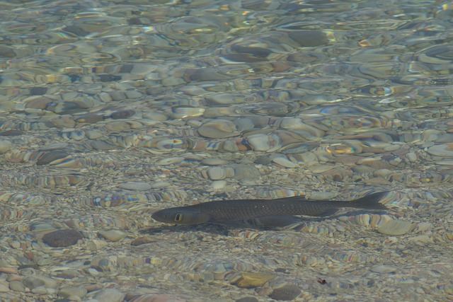 Free Fish Garda photo and picture