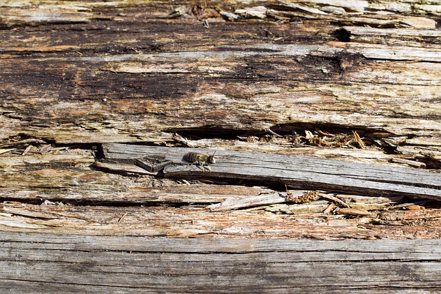 Free Wood Bee photo and picture