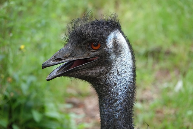 Free Bird Emu photo and picture