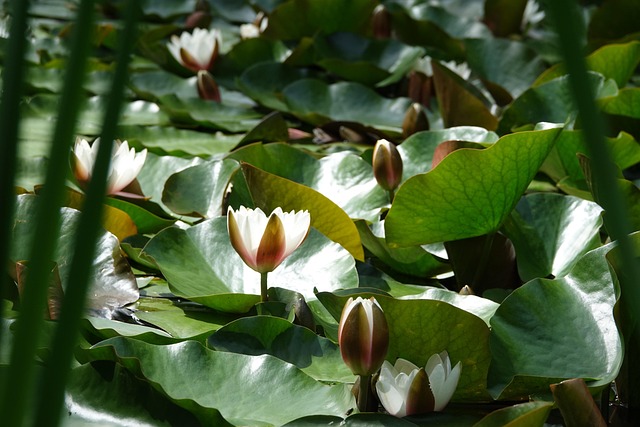 Free Flowers Water Lily photo and picture