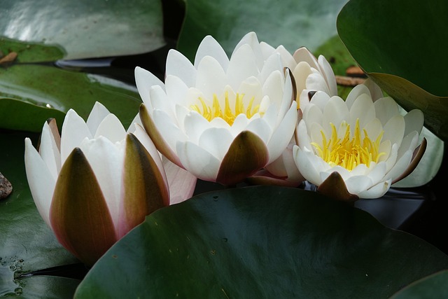 Free Flowers Water Lily photo and picture