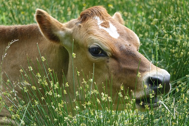 Free Cow Pasture photo and picture