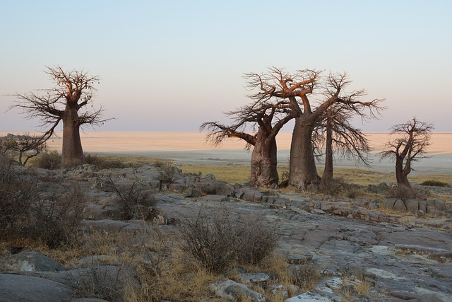 Baoba, Árboles, Desierto, Botswana