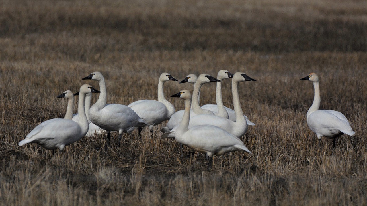 Swans - free online jigsaw puzzle photo