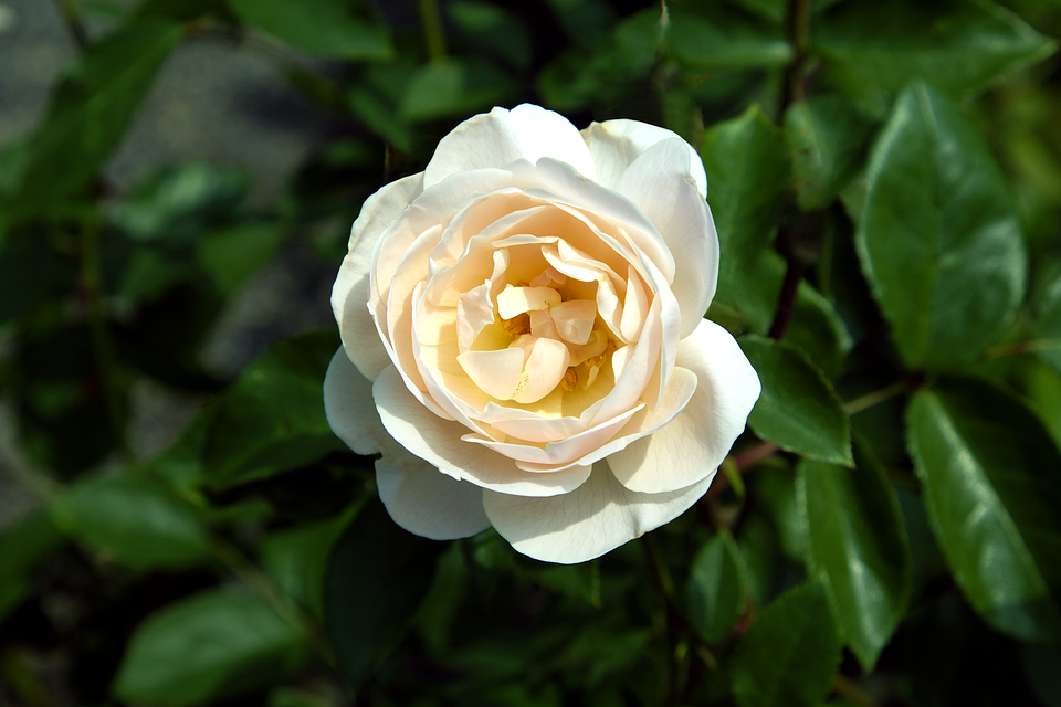 Flower Rose Single - Free photo on Pixabay - Pixabay
