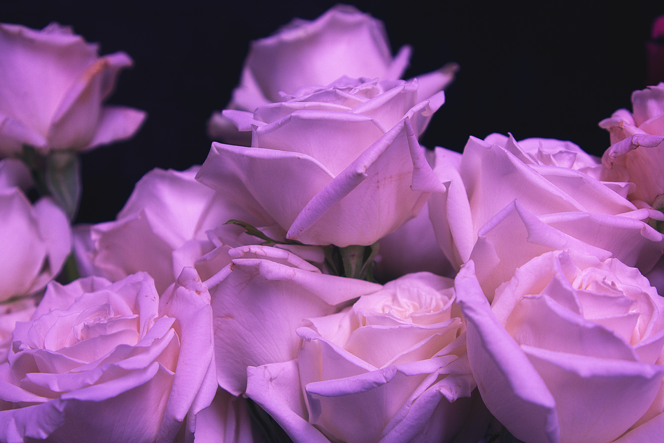 Roses Purple Flowers - Free photo on Pixabay - Pixabay