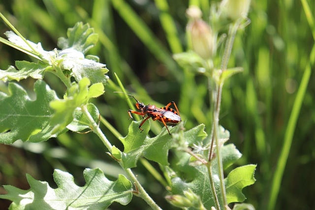 Free Bug Insect photo and picture