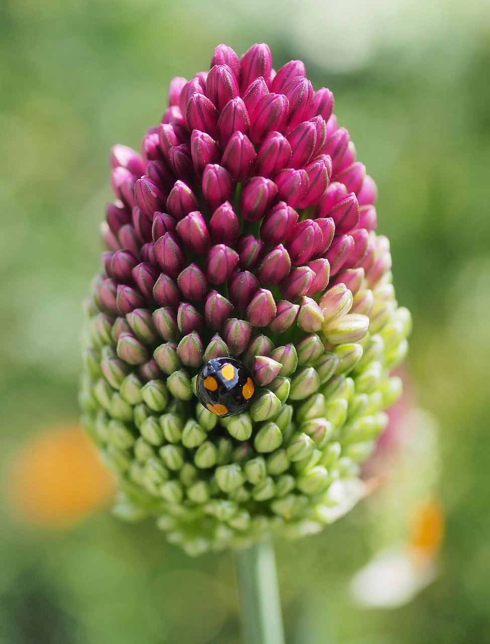 Scallion Bloom 100+ Free Scallion & Nature Images - Pixabay