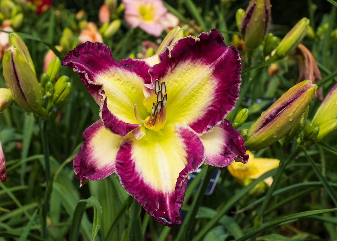 黄花菜 花 植物 - Pixabay上的免费照片 - Pixabay