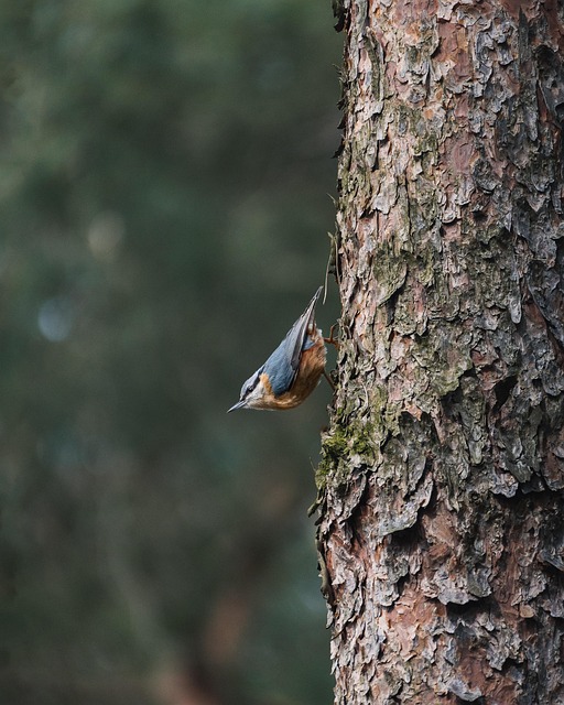 Free Bird Bird Photography photo and picture