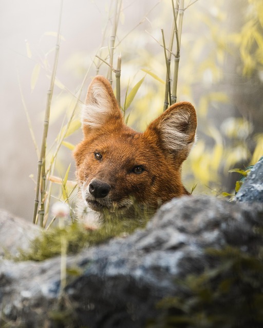 Free Red Dog Dog photo and picture