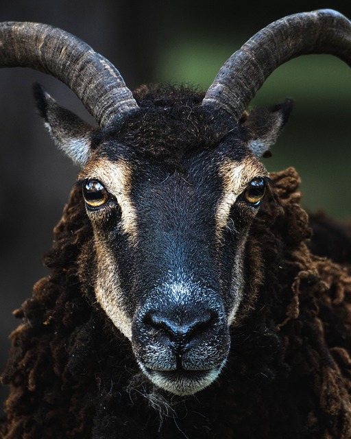 Free Sheep Germany photo and picture