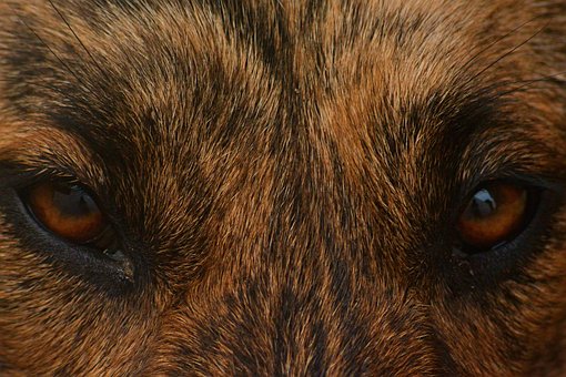 Free Animal Dog photo and picture