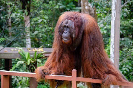 Free Orangutan Monkey photo and picture