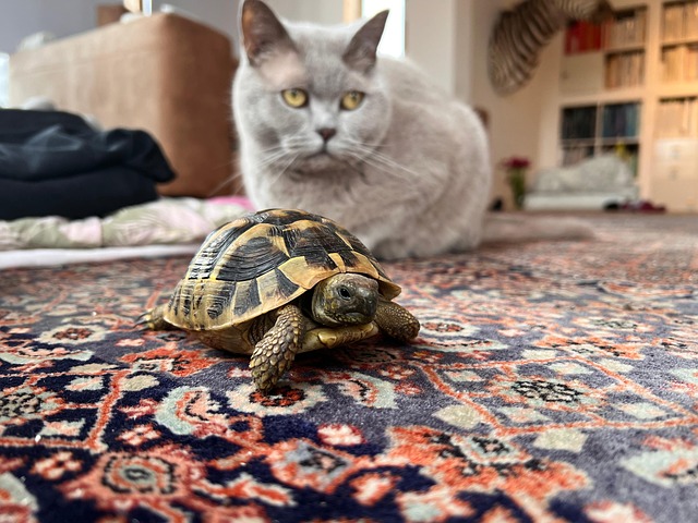 Free Tortoise Cat photo and picture