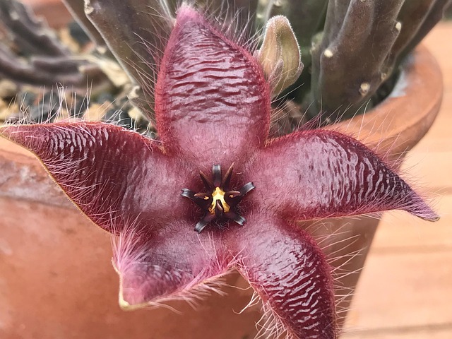 Free Stackie Succulent photo and picture