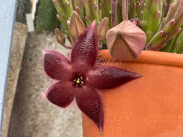 Free Stackie Cactus photo and picture