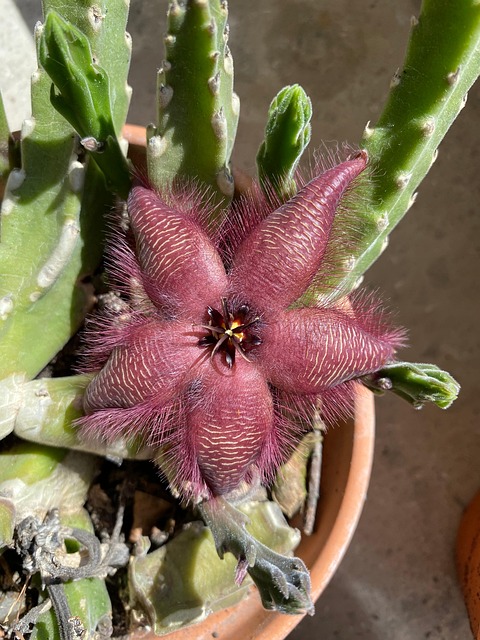Free Stackie Cactus photo and picture