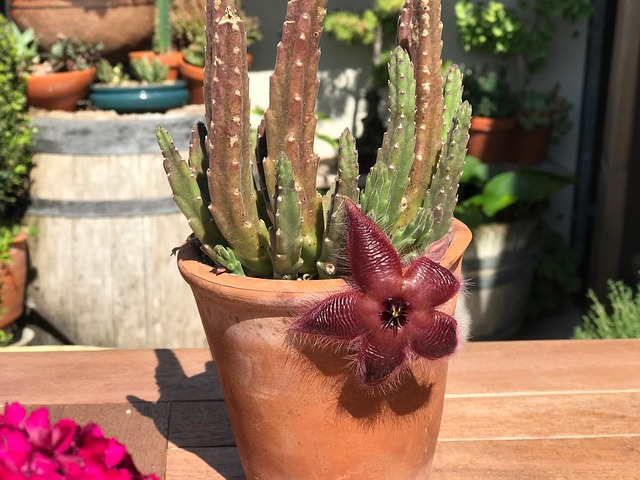 Free Cactus Plant photo and picture