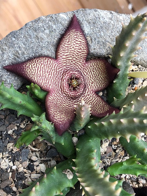 Free Stackie Cactus photo and picture