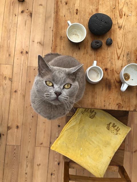 Free Cat British Shorthair photo and picture