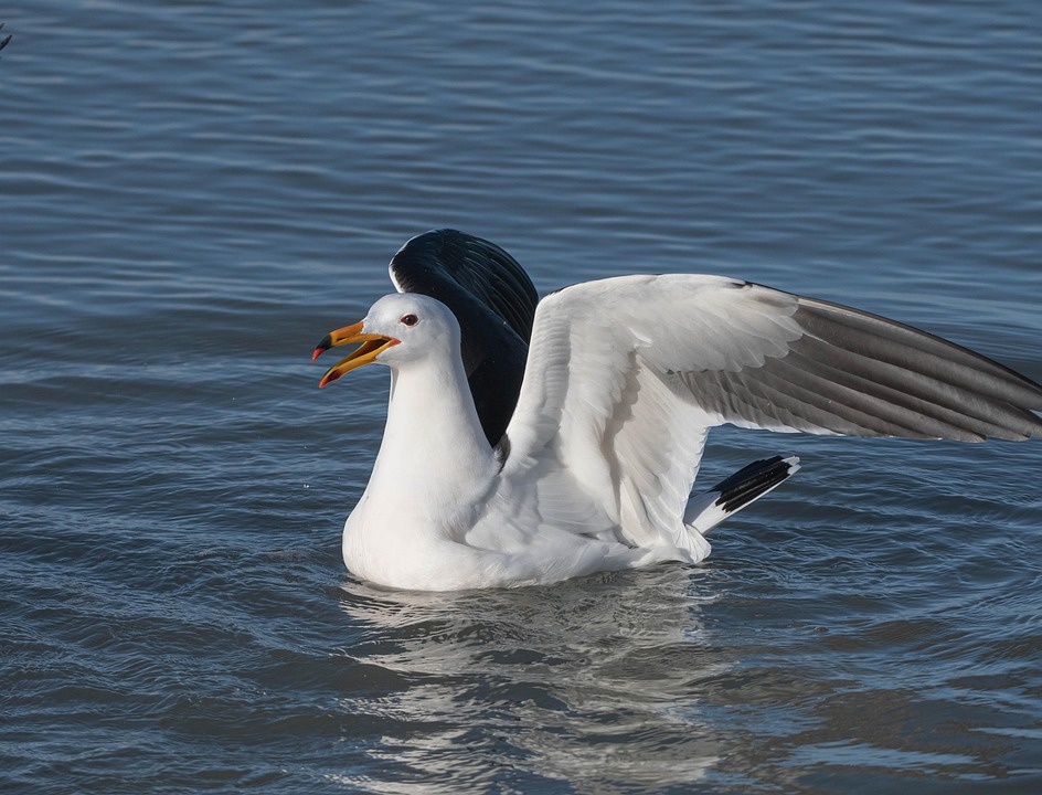 Seagull Wild Birds Waterfowl Free Photo On Pixabay Pixabay Seagull Wild Birds Waterfowl Free Photo On Pixabay Pixabay