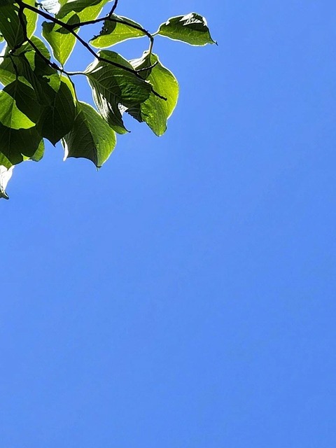 Free Sky Nature photo and picture
