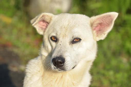 Hvid Hund Nærbillede Ansigt