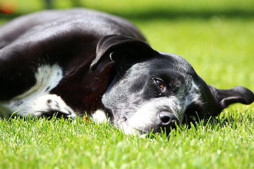 Schlaf, Hund, Gras, Säugetier, Natur