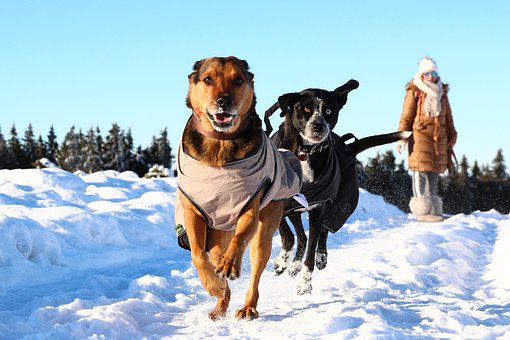 Hunde, Natur, Winter, Draußen, Schnell