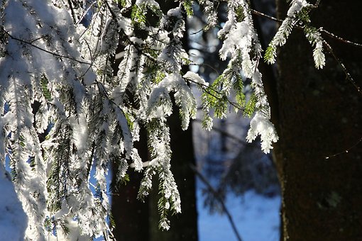Tanne, Schnee, Winter, Licht, Energie