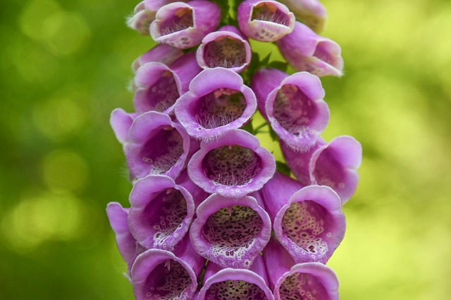 Free Poisonous Plant Common Foxglove photo and picture