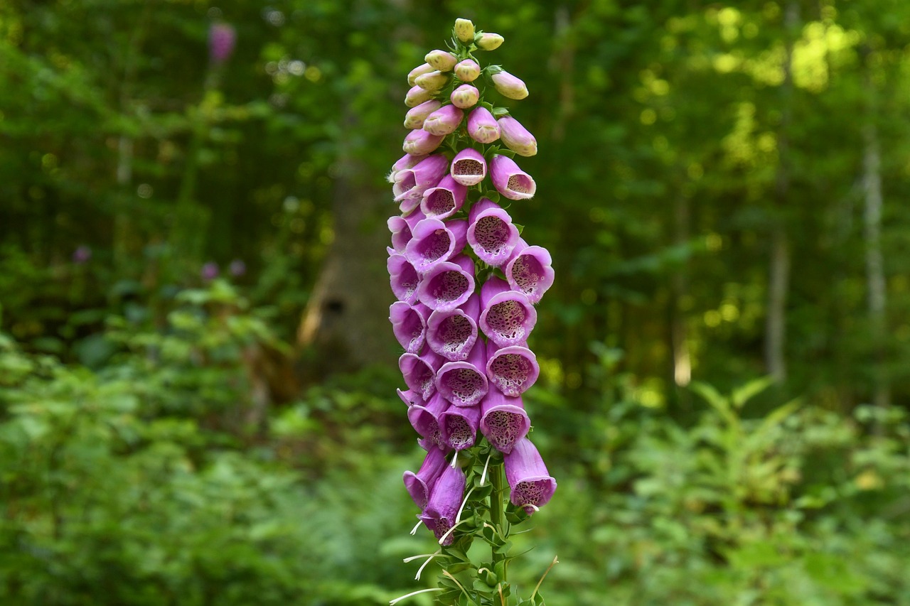 Foxglove Poison