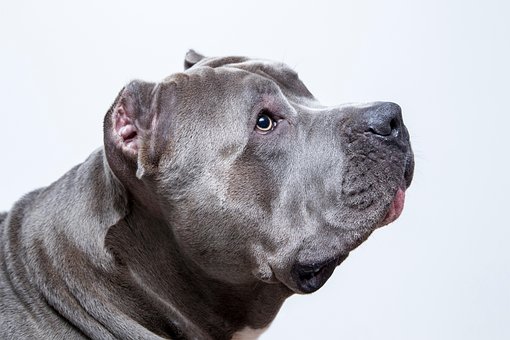 Free American Pit Bull Pet photo and picture