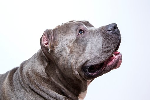 Free American Pit Bull Animal photo and picture