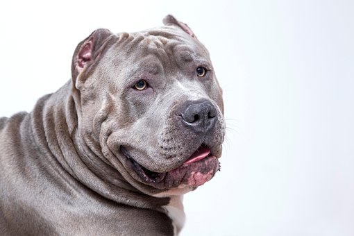 Free American Pit Bull Animal photo and picture