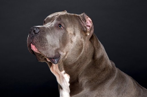 Free American Pit Bull Nature photo and picture