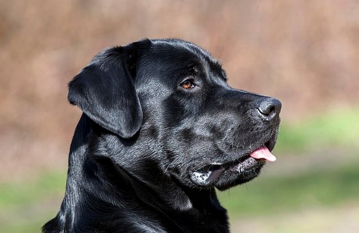 Free Labrador Dog photo and picture