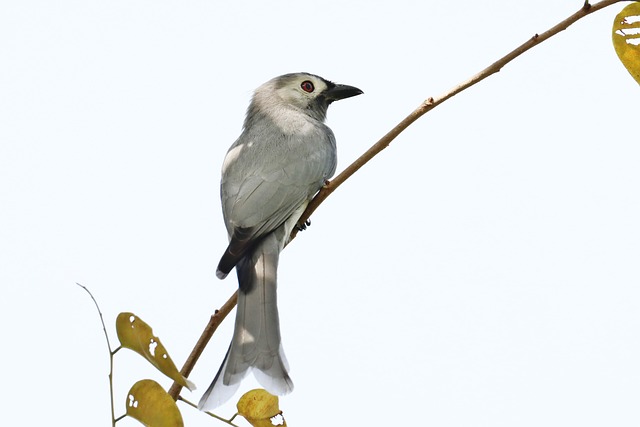 Vogel, Dieren In Het Wild, Dier, Natuur