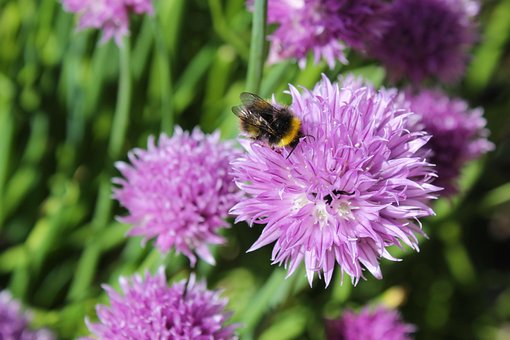 Free Honeybee Bee photo and picture