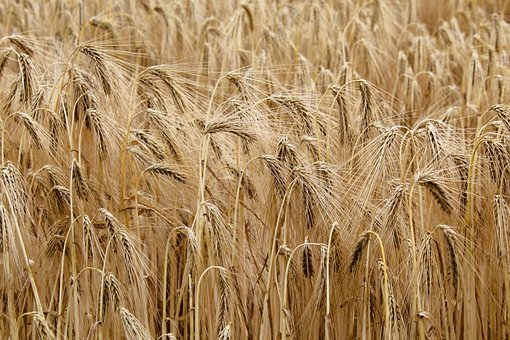 Free Grain Barley photo and picture