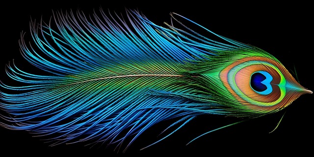 Ai Gerado, Pluma, Plumagem