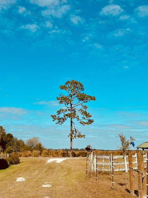 Free Tree Nature photo and picture