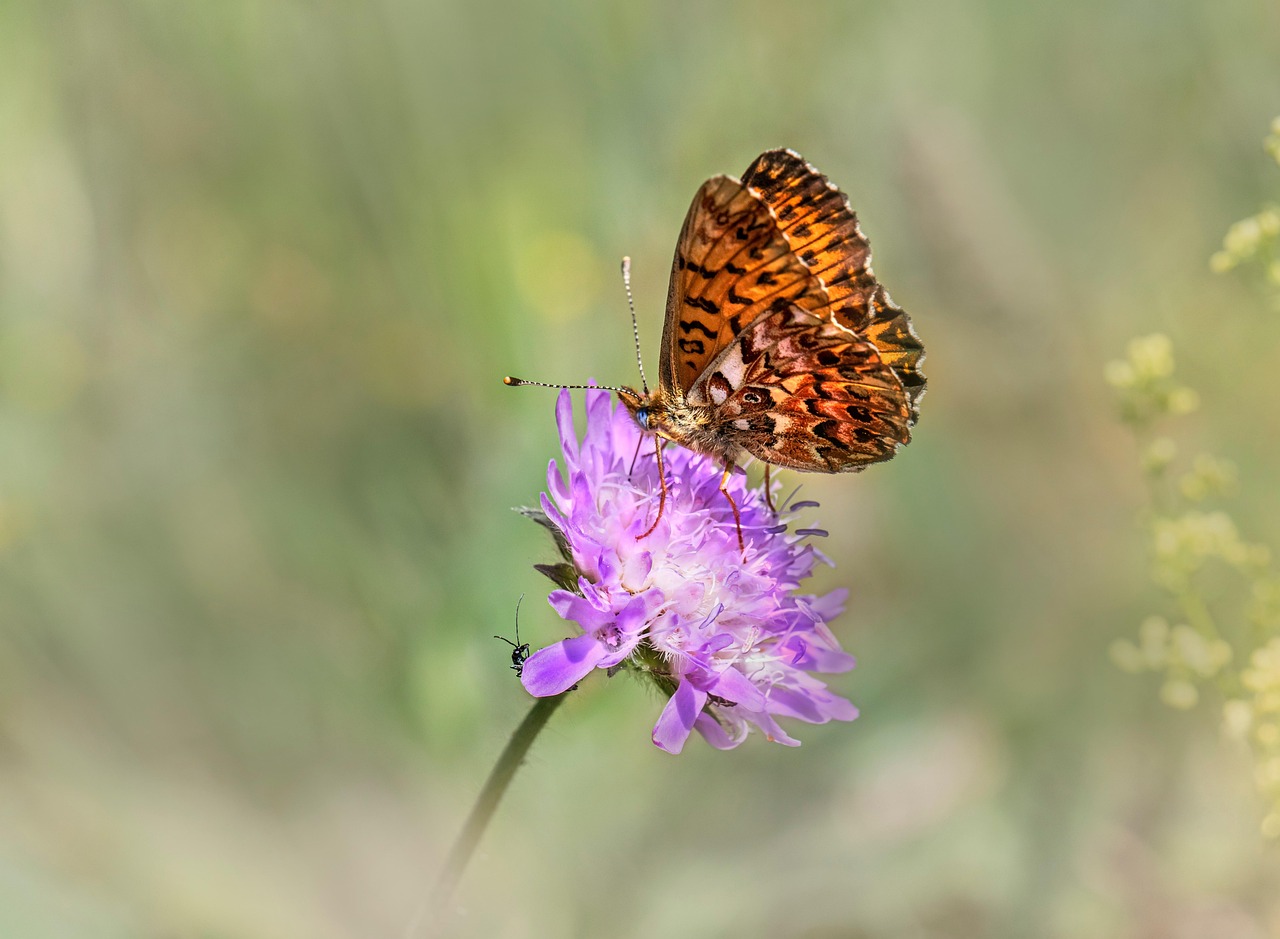 Butterfly - free online jigsaw puzzle photo