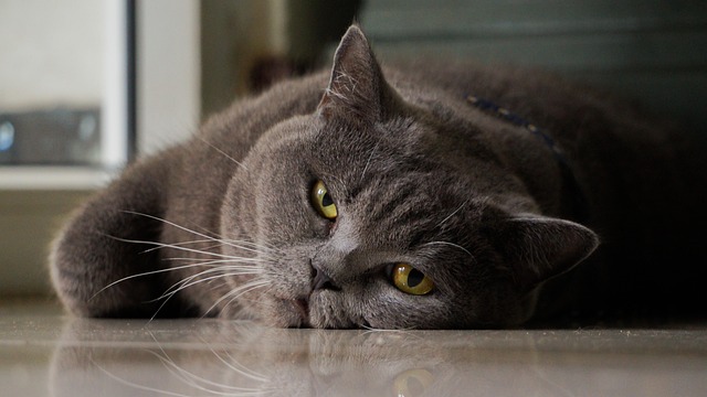 Free Cat Animal photo and picture