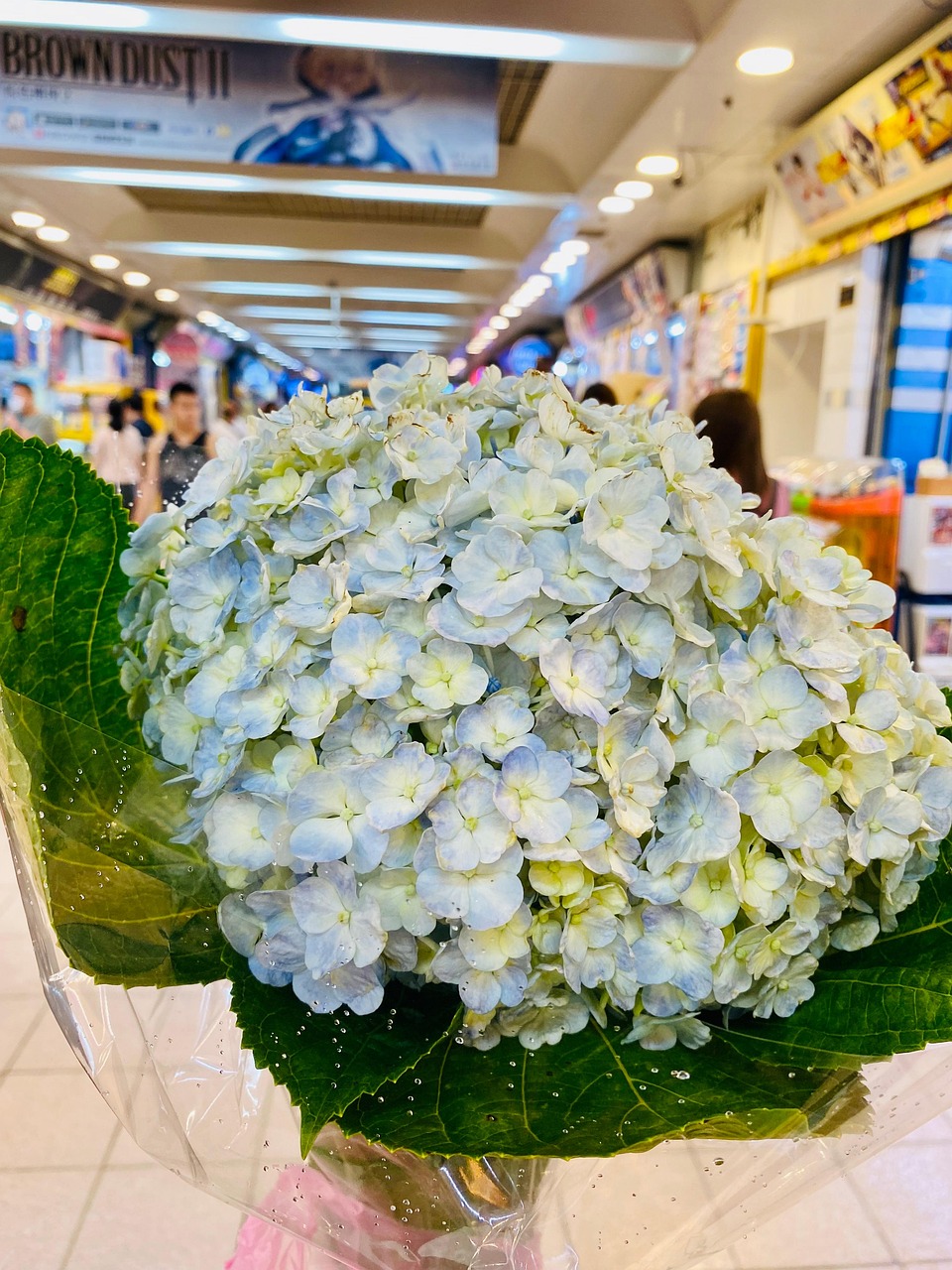 あじさい 繡球花 あじさいの木 - Pixabayの無料写真 - Pixabay