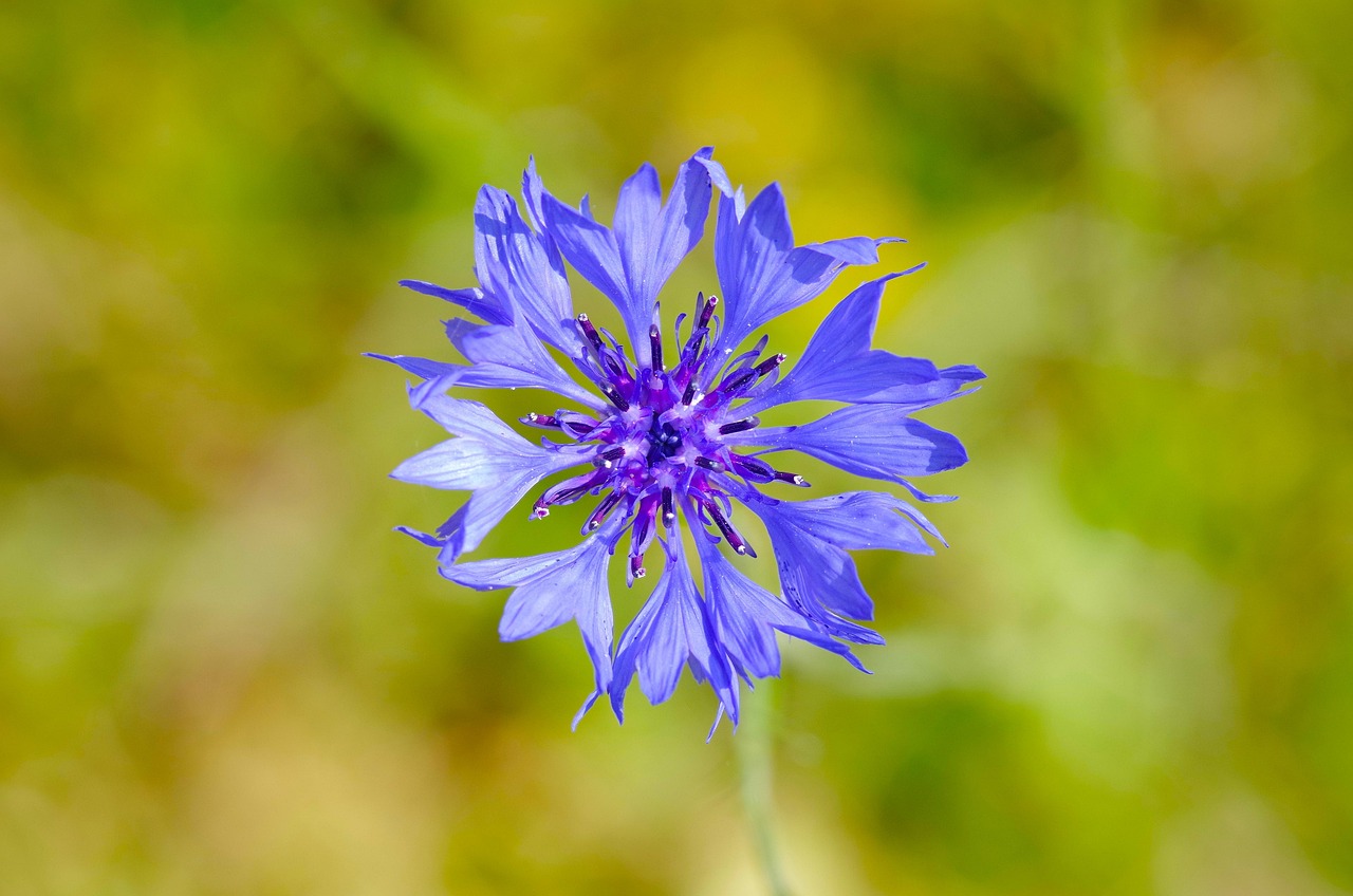 Cornflower Summer Meadow Free photo on Pixabay Pixabay