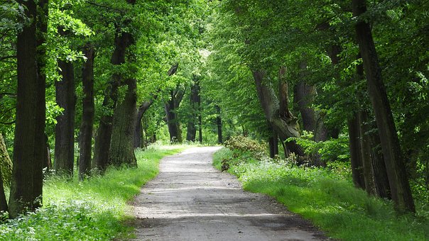 Free Road Through The Woods Třeboň Region photo and picture