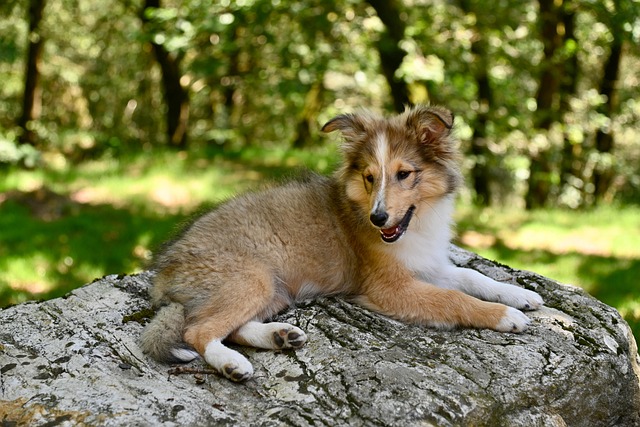 Sheltie Simple Image Shetland Sheepdog Sheltie Dog - Free photo on Pixabay - Pixabay